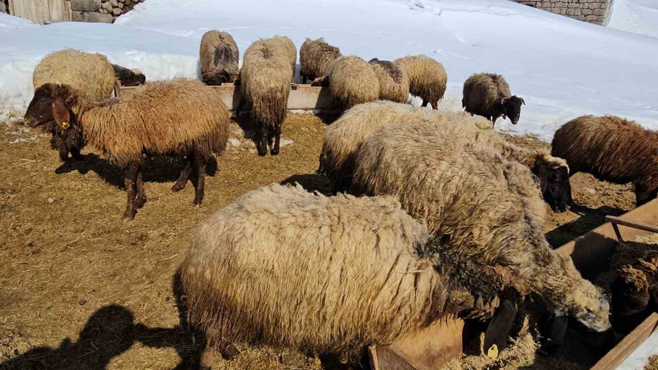 KAR KALINLIĞININ YER YER İKİ METREYİ BULDUĞU BÖLGEDE, HAYVANLARIN BESLENMESİ İÇİN AYLAR ÖNCESİNDEN...