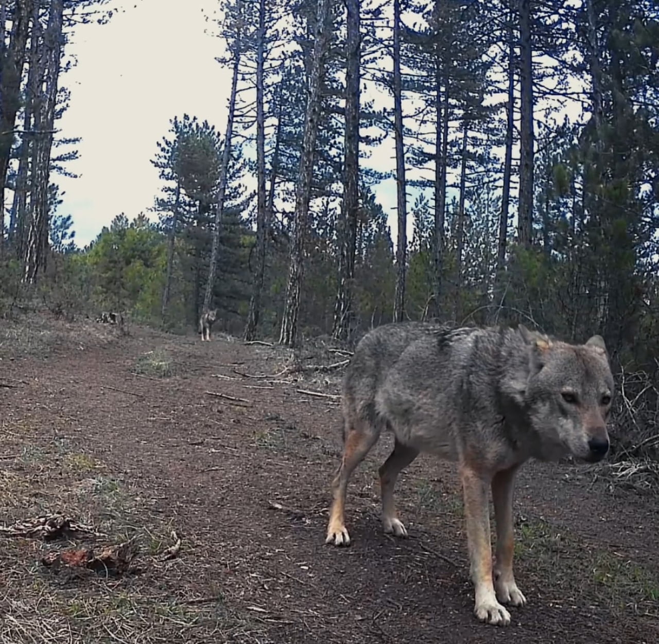 KARABÜK’TE MAHALLELERE İNEREK YİYECEK ARAYAN DOMUZLAR VE ÇAKALLAR CEP TELEFONU KAMERASIYLA...