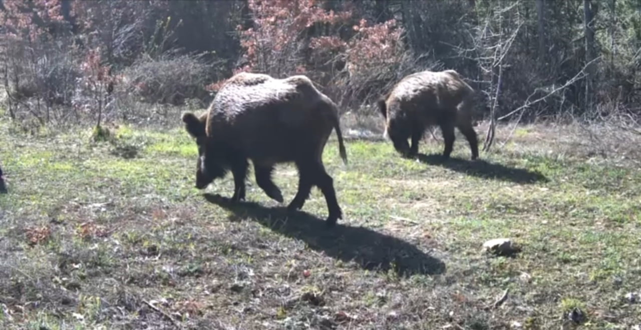 KARABÜK’ÜN OVACIK İLÇESİNDE YABAN HAYVANLARI, YİYECEK ARARKEN FOTOKAPANLA GÖRÜNTÜLENDİ.