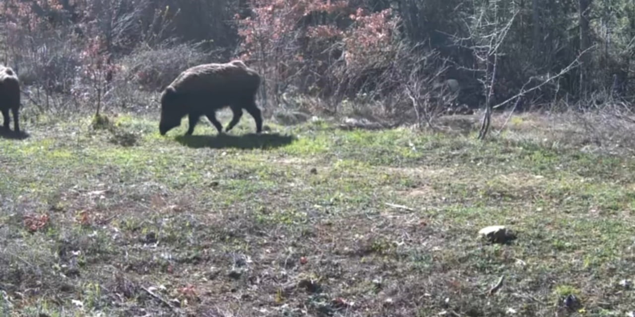 KARABÜK’ÜN OVACIK İLÇESİNDE YABAN HAYVANLARI, YİYECEK ARARKEN FOTOKAPANLA GÖRÜNTÜLENDİ.