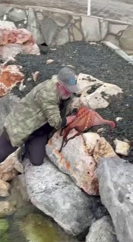 KARABURUN İLÇESİNDE BİR BALIKÇININ KAYALIKLARDAKİ AHTAPOTU ELLERİYLE YAKALAYARAK DENİZDEN...