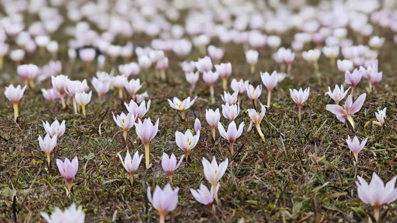 KARLARIN ERİNMESİ SONRASI AÇAN ÇİĞDEM ÇİÇEKLERİYLE BEYAZ VE BEMBEYE BÜRÜNEN BİTLİS’İN TATVAN...