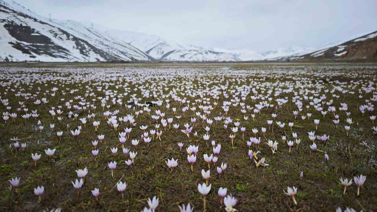 KARLARIN ERİNMESİ SONRASI AÇAN ÇİĞDEM ÇİÇEKLERİYLE BEYAZ VE BEMBEYE BÜRÜNEN BİTLİS’İN TATVAN...