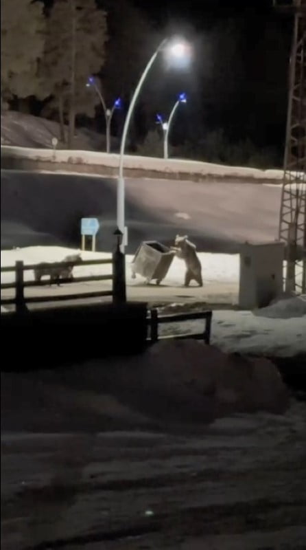 KARS’TA ANNE AYI VE YAVRULARININ ÇÖP KONTEYNIRI MESAİSİ KAMERADA(KARS-İHA)