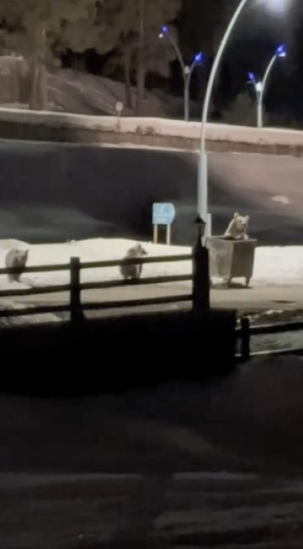 KARS’TA ANNE AYI VE YAVRULARININ ÇÖP KONTEYNIRI MESAİSİ KAMERADA(KARS-İHA)