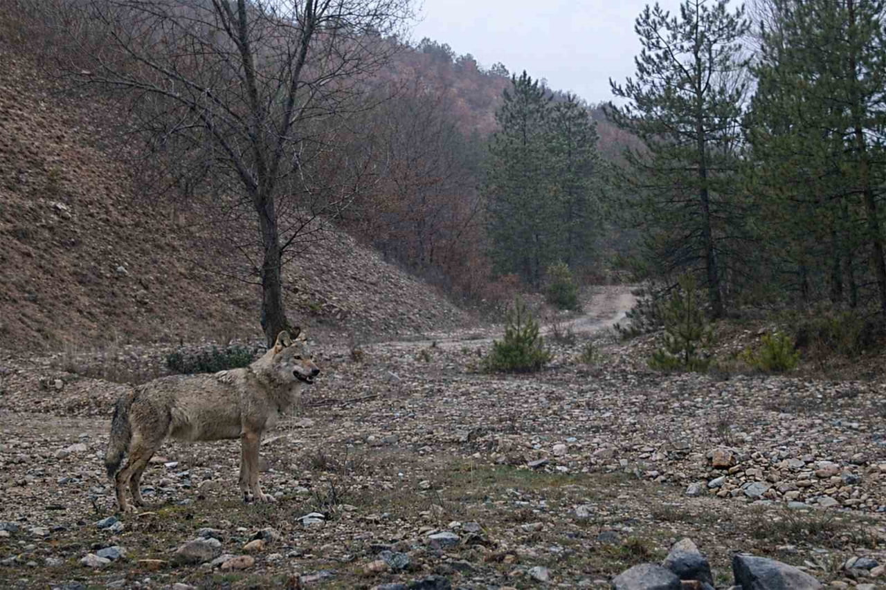 KIRIKKALE'DE GÖRÜNTÜLENEN KURT