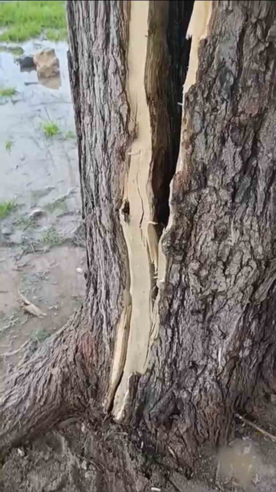 KIZILTEPE İLÇESİNDE ETKİLİ OLAN GÖK GÜRÜLTÜLÜ SAĞANAK SIRASINDA YILDIRIMIN İSABET ETTİĞİ AĞAÇ...