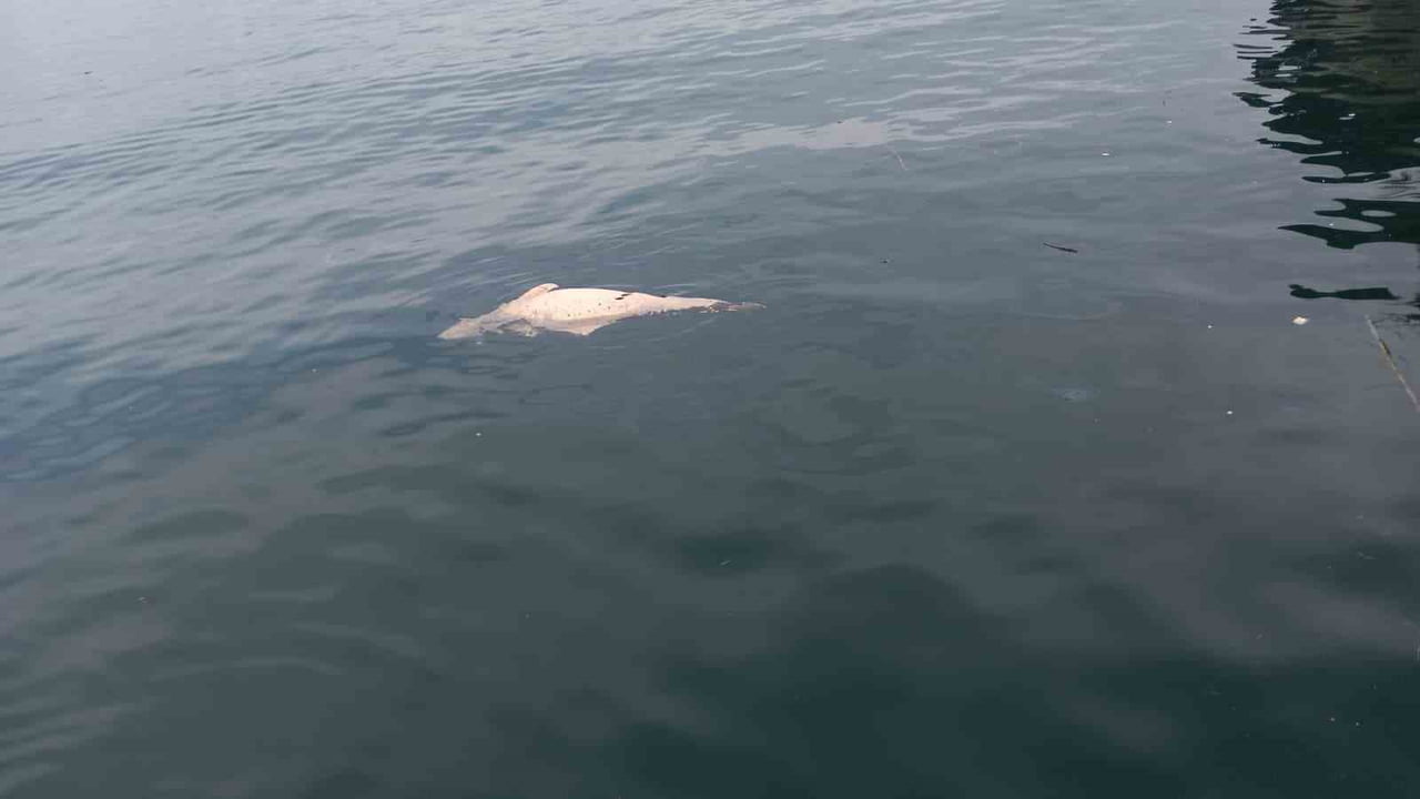 KOCAELİ'NİN KARAMÜRSEL İLÇESİNDE KIYIYA YAKIN BİR NOKTADA, SU YÜZEYİNDE ÇÜRÜMEKTE OLAN ÖLÜ YUNUS...