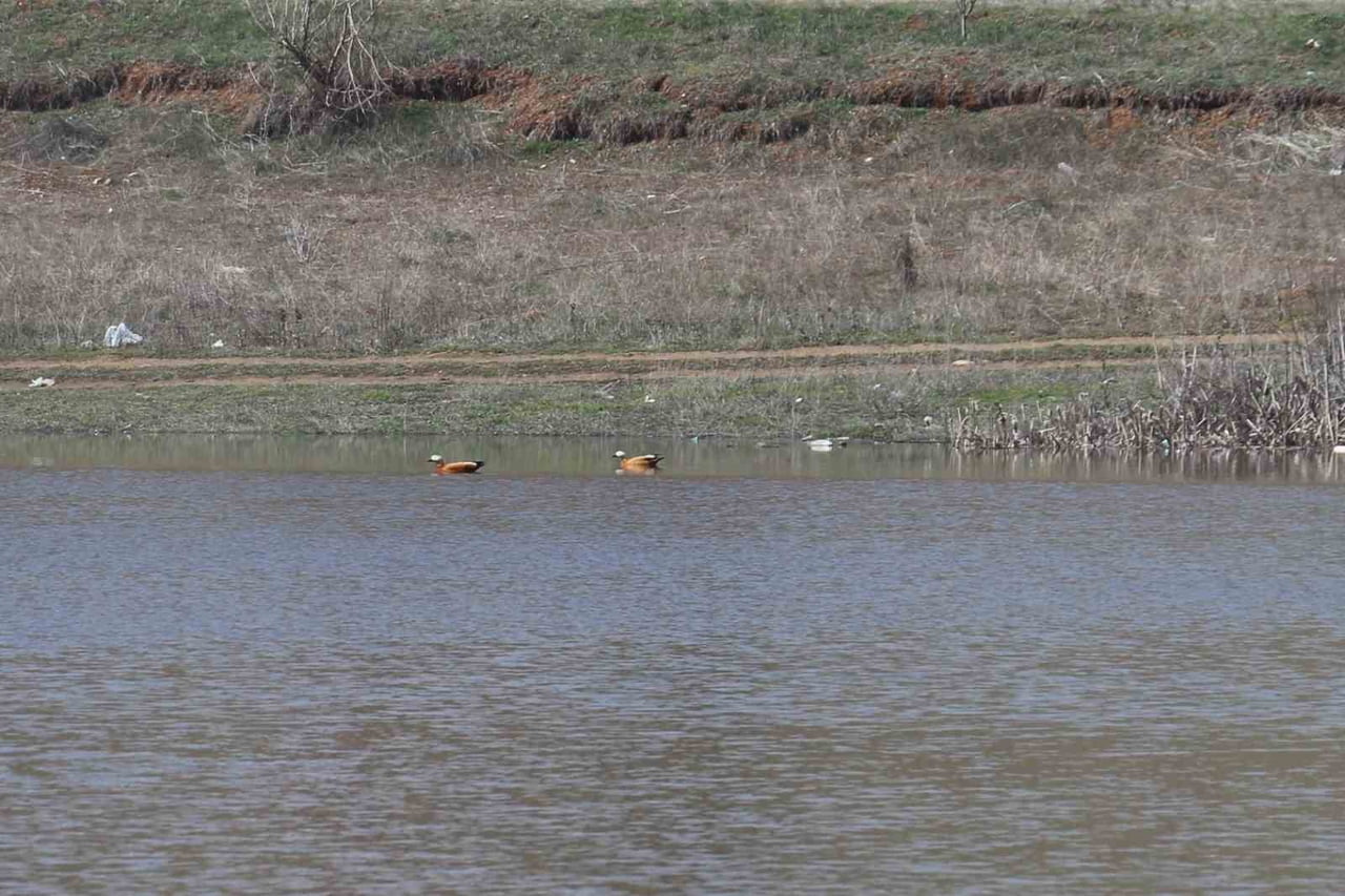 KURAKLIĞIN ETKİSİYLE AĞUSTOS AYINDA KURUMAYA BAŞLAYIP 2 AY İÇİNDE TAMAMEN KURUYAN KIZILCA GÖLETİ...