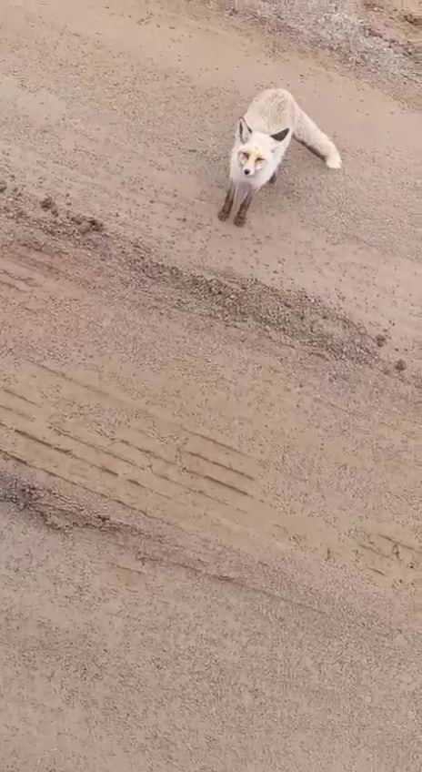 KURTALAN İLÇESİNDE ARAZİDE ÇALIŞAN İŞ MAKİNESİ OPERATÖRÜNÜN YANINA KADAR GELEN TİLKİ YİYECEK...