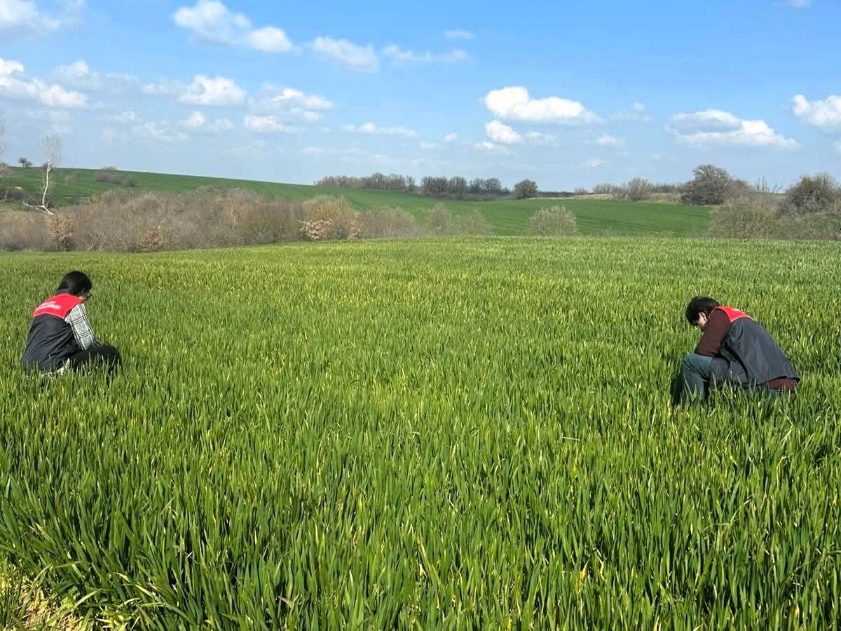 LÜLEBURGAZ İLÇE TARIM VE ORMAN MÜDÜRLÜĞÜ TEKNİK PERSONELLERİ TARAFINDAN İLÇE GENELİNDEKİ HUBUBAT...