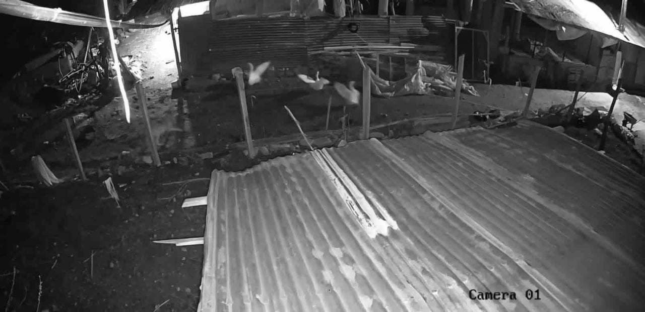 MALATYA'NIN DARENDE İLÇESİNDE BİR VATANDAŞIN KÜMESİNE GİREN KURT, KAZLARA SALDIRARAK BİR KAZI ALIP...