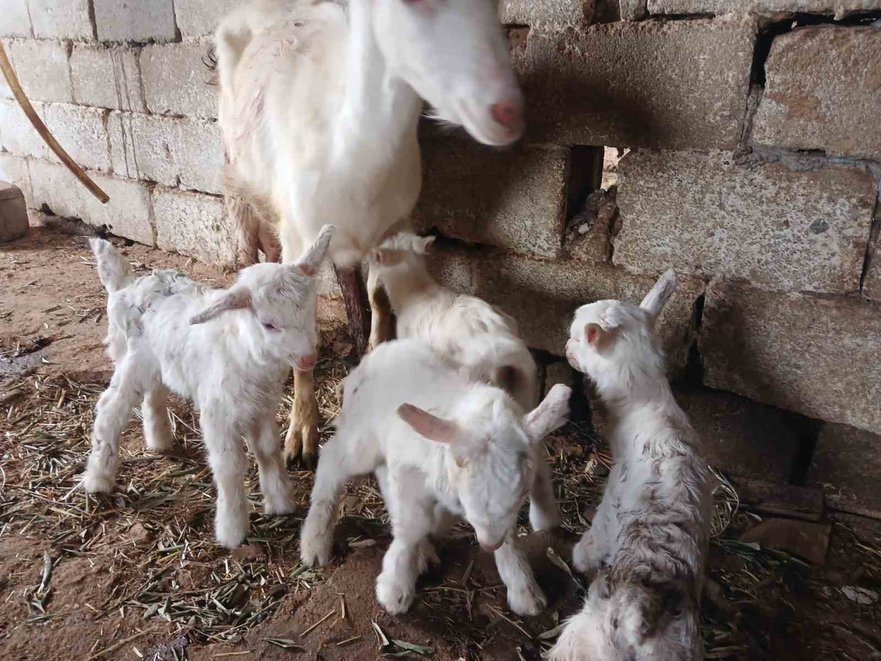 MANİSA’NIN SARIGÖL İLÇESİNDE SÜT VERİMİYLE BİLİNEN SAANEN KEÇİ, BU KEZ YAPTIĞI DÖRDÜZ DOĞUMLA...