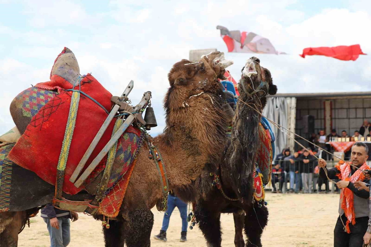 MANİSA’NIN SARUHANLI İLÇESİNDE BU YIL İKİNCİSİ DÜZENLENEN "SARUHANLI DEVE GÜREŞLERİ FESTİVALİ"...