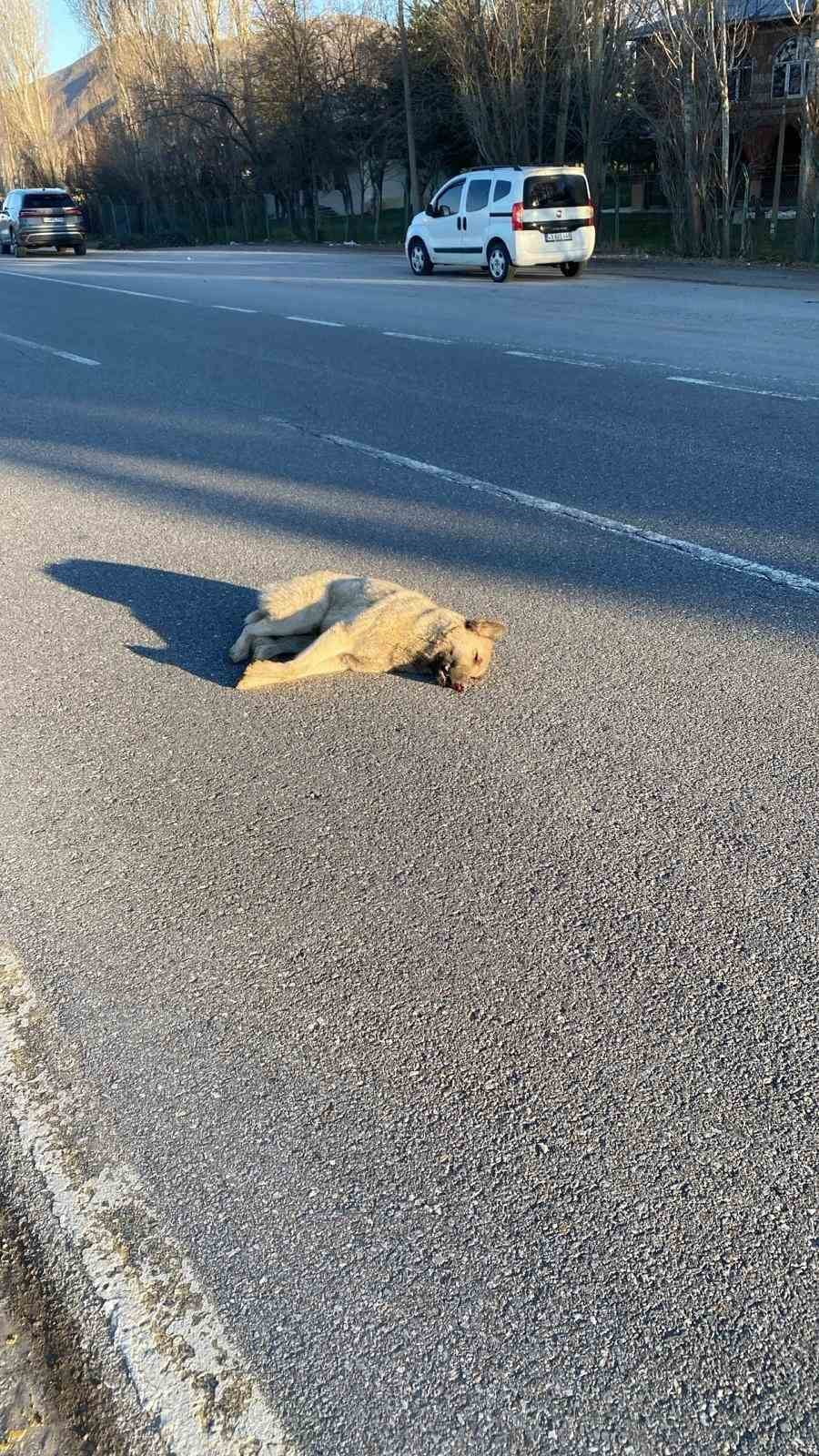 MUŞ'TA YOLUN KARŞISINA GEÇEN KÖPEĞE OTOMOBİL ÇARPTI