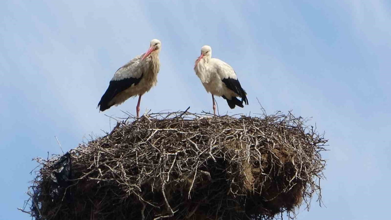 MUŞ'UN HASKÖY İLÇESİNDE ORTANCA İLE BÜVETLİ KÖYLERİ ARASINDAKİ YOL GÜZERGAHINDA BULUNAN 18 LEYLEK...