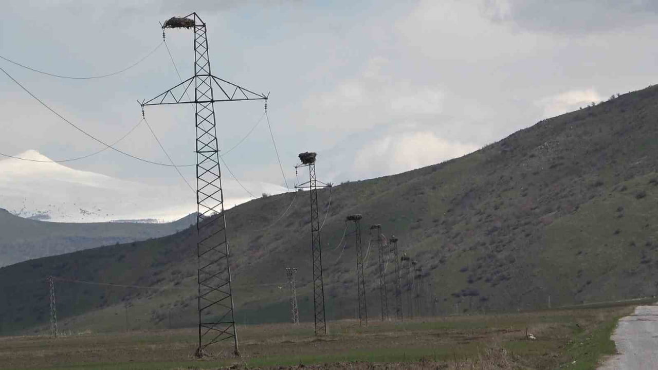 MUŞ'UN HASKÖY İLÇESİNDE ORTANCA İLE BÜVETLİ KÖYLERİ ARASINDAKİ YOL GÜZERGAHINDA BULUNAN 18 LEYLEK...