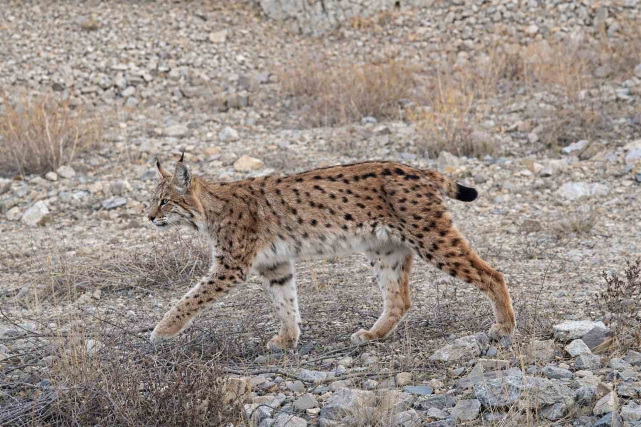 ORMANLIK ALANLARA YERLEŞTİRİLEN FOTOKAPANLARA, IUCN KIRMIZI LİSTESİNDE YER ALAN VE BİRİNCİ...