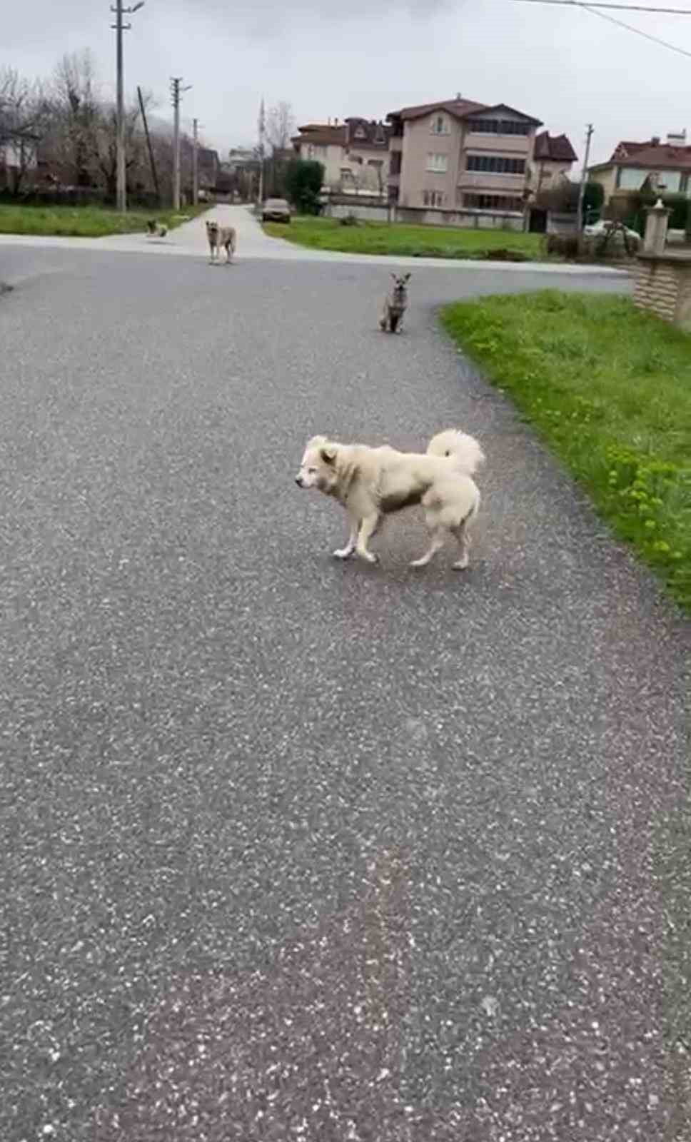 SAKARYA’NIN HENDEK İLÇESİNDE SOKAK KÖPEKLERİNİN SALDIRISINA UĞRAYAN KADIN, YAŞADIĞI KORKU...