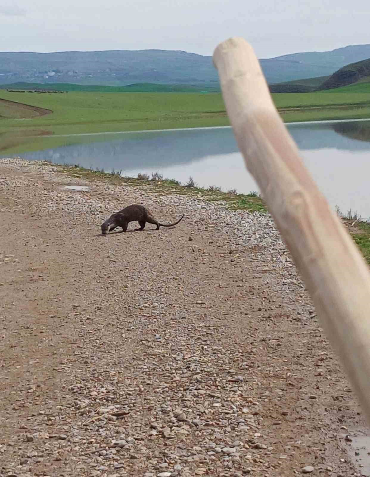 SİİRT'TE NESLİ TÜKENME TEHLİKESİ ALTINDAKİ SU SAMURU GÖRÜNTÜLENDİ