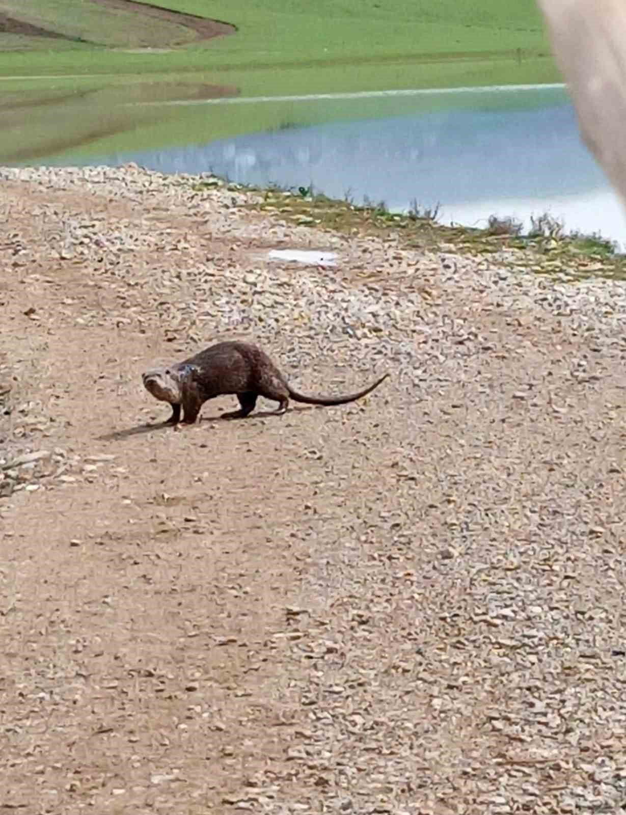 SİİRT'TE NESLİ TÜKENME TEHLİKESİ ALTINDAKİ SU SAMURU GÖRÜNTÜLENDİ