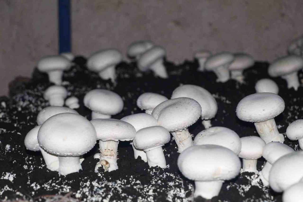 ŞIRNAK’IN İDİL İLÇESİNDE BULUNAN 2 BİN YILLIK MAĞARADA KURULAN SİSTEM İLE MANTAR YETİŞTİRİLİYOR....