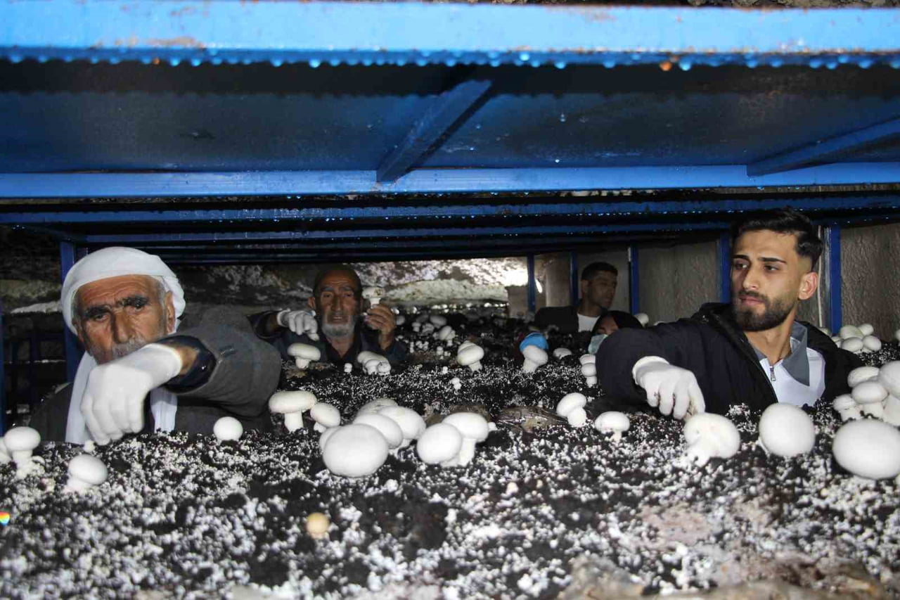 ŞIRNAK’IN İDİL İLÇESİNDE BULUNAN 2 BİN YILLIK MAĞARADA KURULAN SİSTEM İLE MANTAR YETİŞTİRİLİYOR....