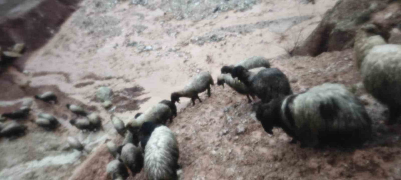 ŞIRNAK’IN SİLOPİ İLÇESİNDE ETKİLİ OLAN SAĞANAK YAĞIŞ, CUDİ DAĞI ETEKLERİNDE KONAKLAYAN GÖÇERLERİ...