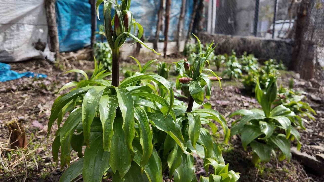 ŞIRNAK VE HAKKARİ'DE YETİŞEN TERS LALE ÇİÇEK AÇTI. BUNA ZARAR VERENLERE AĞIR CEZALAR GELİYOR....