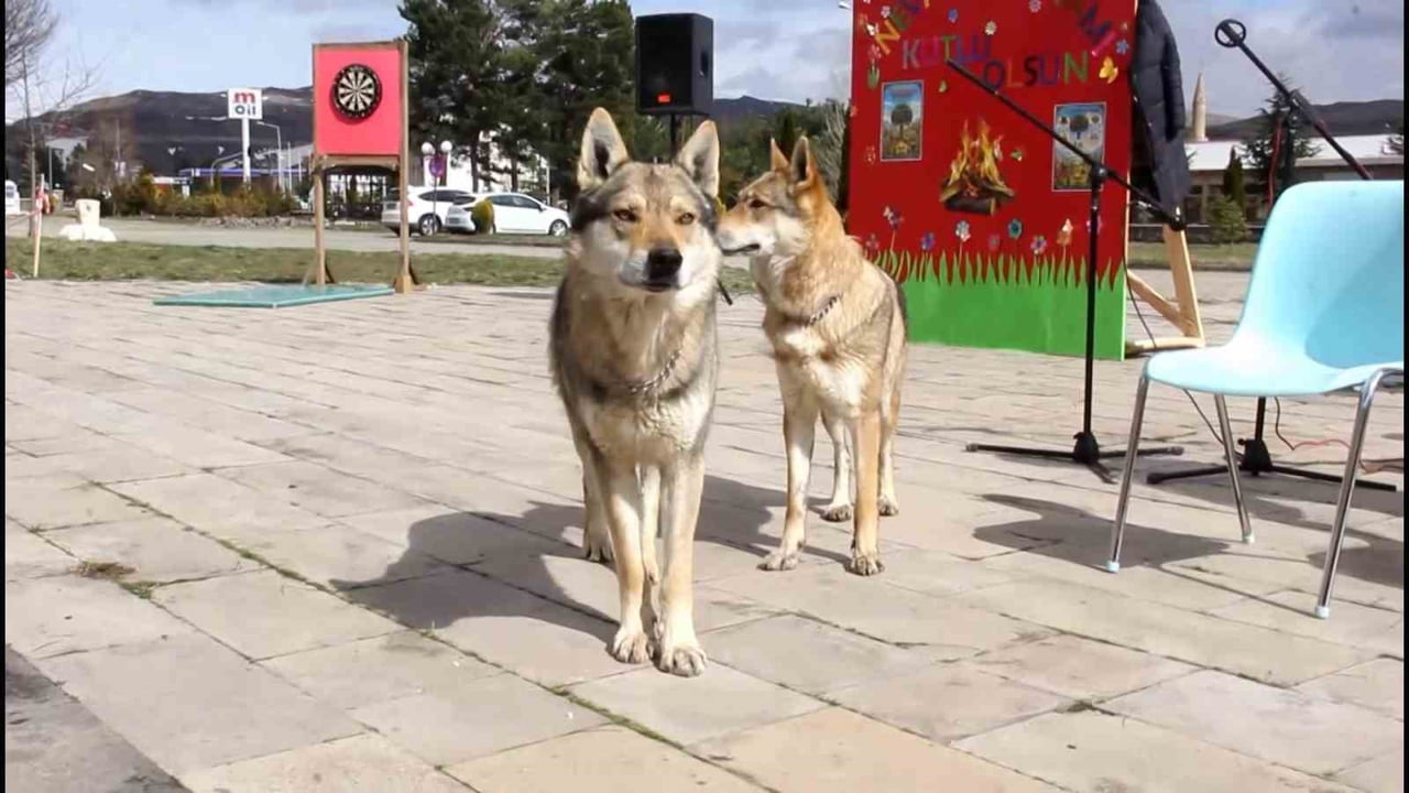 SİVAS’IN ZARA İLÇESİNDE NEVRUZ KUTLAMALARI BU YIL ALIŞILAGELMİŞ ETKİNLİKLERİN DIŞINA ÇIKARAK...