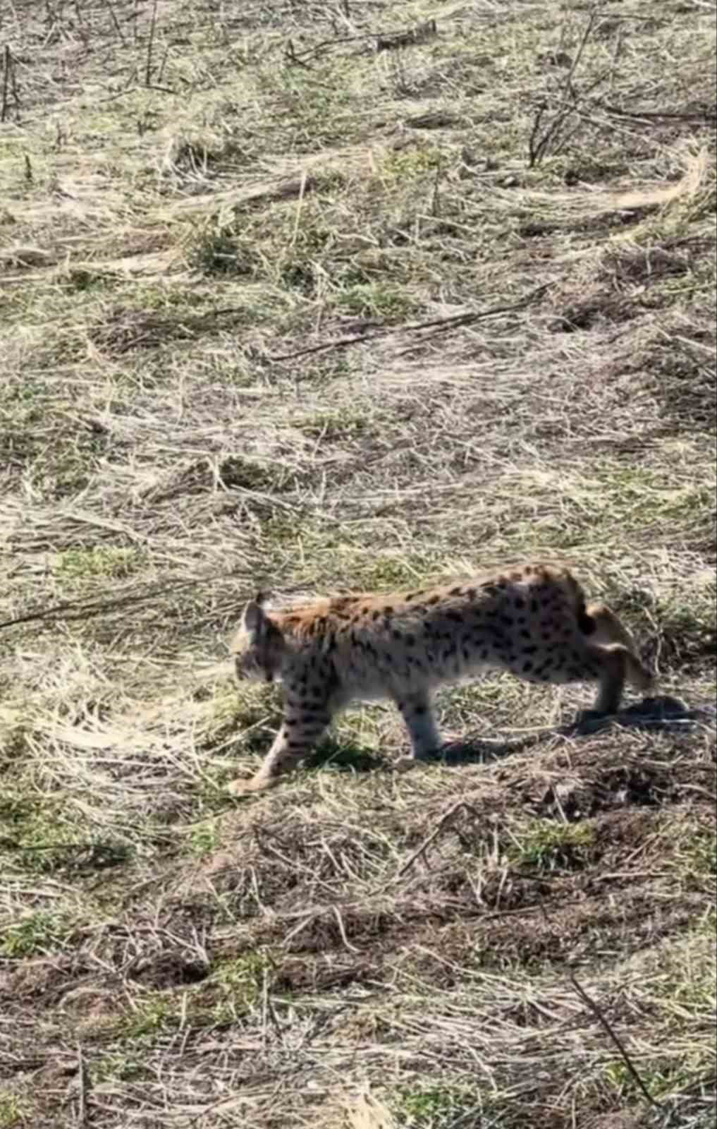 SİVAS’TA NESLİ TÜKENME TEHLİKESİ ALTINDA OLAN "ORMANIN HAYALETİ" VAŞAK CEP TELEFONU KAMERASINA...