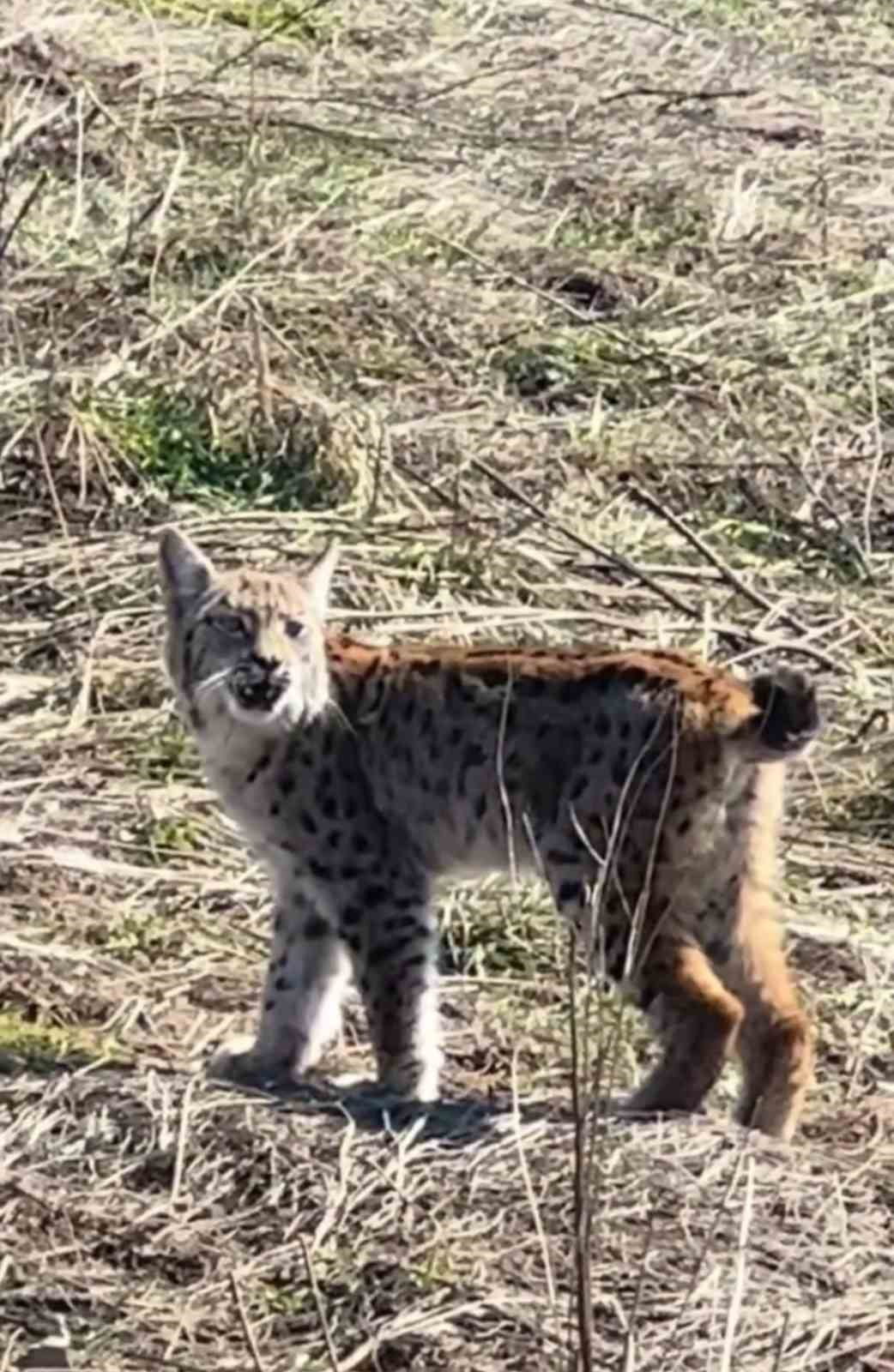 SİVAS’TA NESLİ TÜKENME TEHLİKESİ ALTINDA OLAN "ORMANIN HAYALETİ" VAŞAK CEP TELEFONU KAMERASINA...