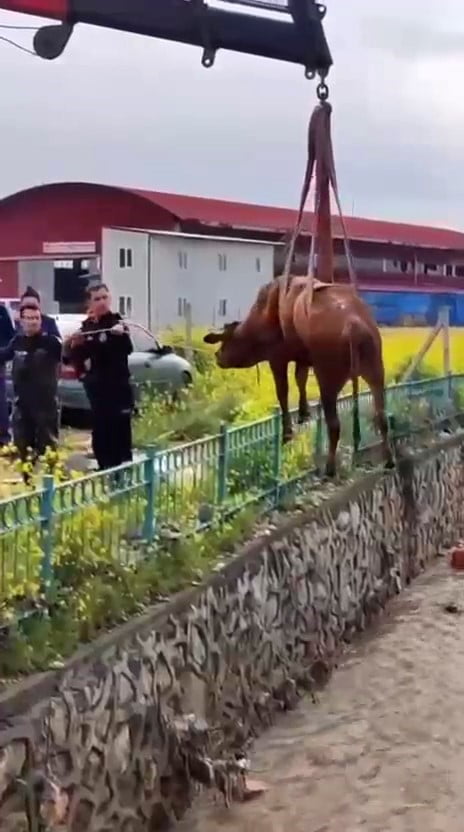 SULAMA KANALINA DÜŞEN İNEĞİ İTFAİYE KURTARDI
