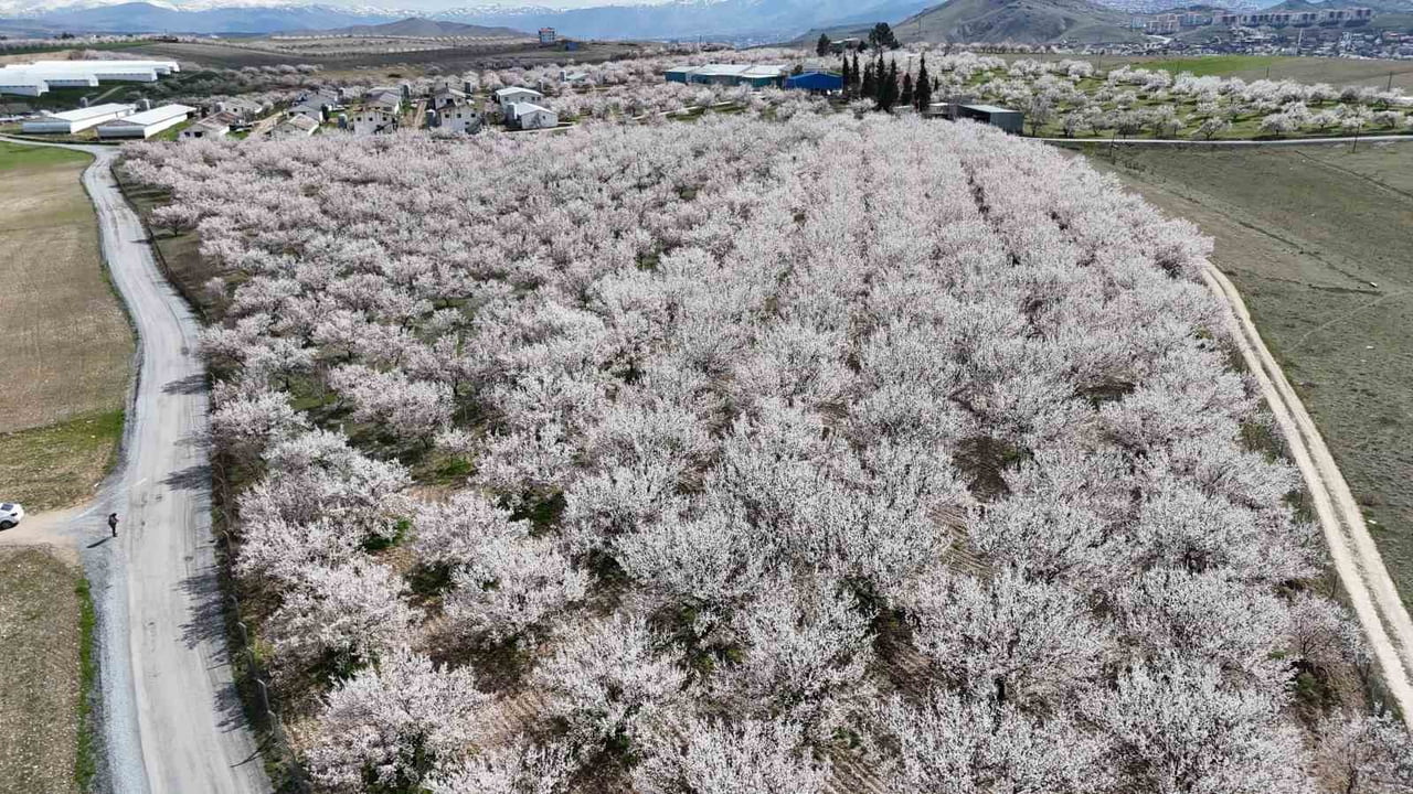 TÜRKİYE'NİN KAYISI BAŞKENTİ MALATYA'DA BAHARIN GELİŞİYLE BİRLİKTE KAYISI AĞAÇLARI BEYAZA BÜRÜNDÜ....