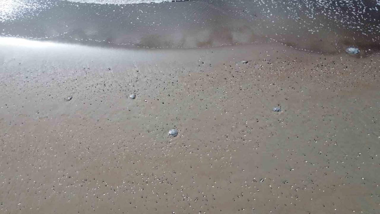 TÜRKİYE'NİN TURİZMDE ÖNDE GELEN ŞEHİRLERİNDEN MERSİN'İN SAHİLLERİNE ÇOK SAYIDA DENİZANASI VURDU....