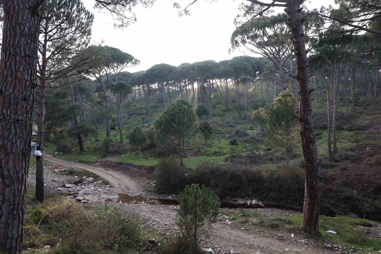 TÜRKİYE’NİN ÖNEMLİ İHRACAT ÜRÜNLERİNDEN OLAN ÇAM FISTIĞINDA HASAT SEZONU DEVAM EDERKEN, ALTIN...