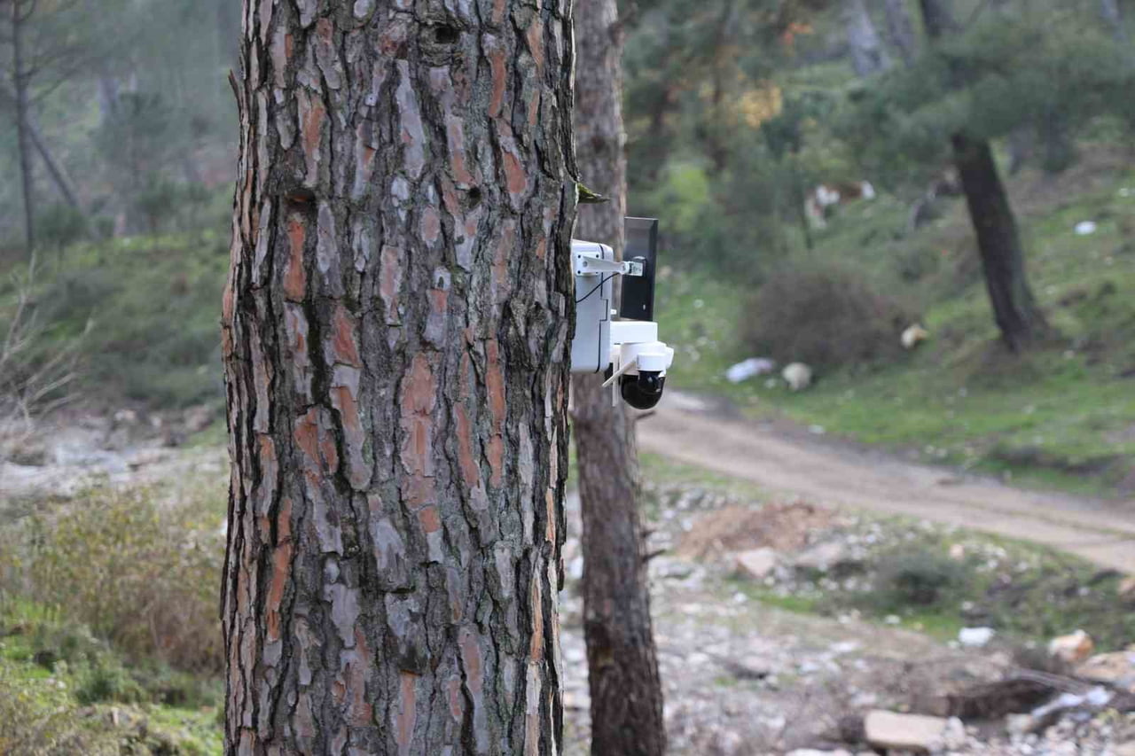 TÜRKİYE’NİN ÖNEMLİ İHRACAT ÜRÜNLERİNDEN OLAN ÇAM FISTIĞINDA HASAT SEZONU DEVAM EDERKEN, ALTIN...