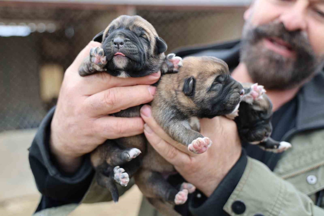 UZMAN KANGAL YETİŞTİRİCİSİ HÜSEYİN YILDIZ, 2026 YILININ İLK KANGALLARI HAKKINDA BİLGİLER VERDİ....