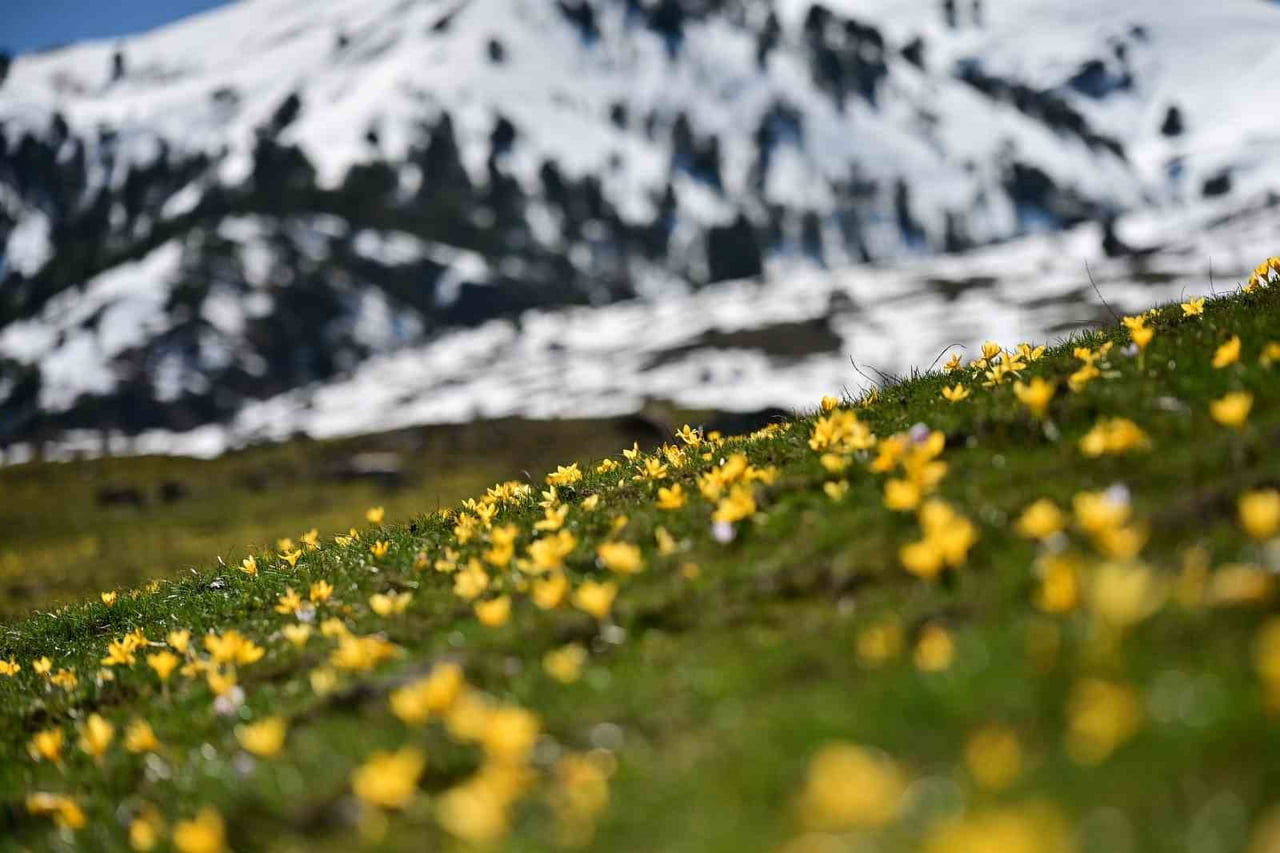 VADİDE BİR YANDA KARLI TEPELER DİĞER YANDA İSE RENGARENK ÇİÇEKLER FOTOĞRAF TUTKUNLARI İÇİN...