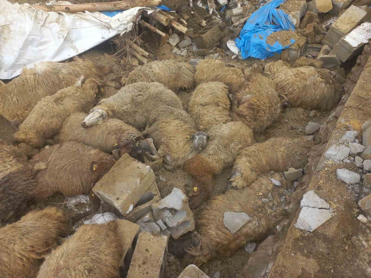 VAN'IN GÜRPINAR İLÇESİNDE KARIN AĞIRLIĞINA DAYANAMAYAN AHIRIN ÇÖKMESİ SONUCU 23 KÜÇÜKBAŞ HAYVAN...