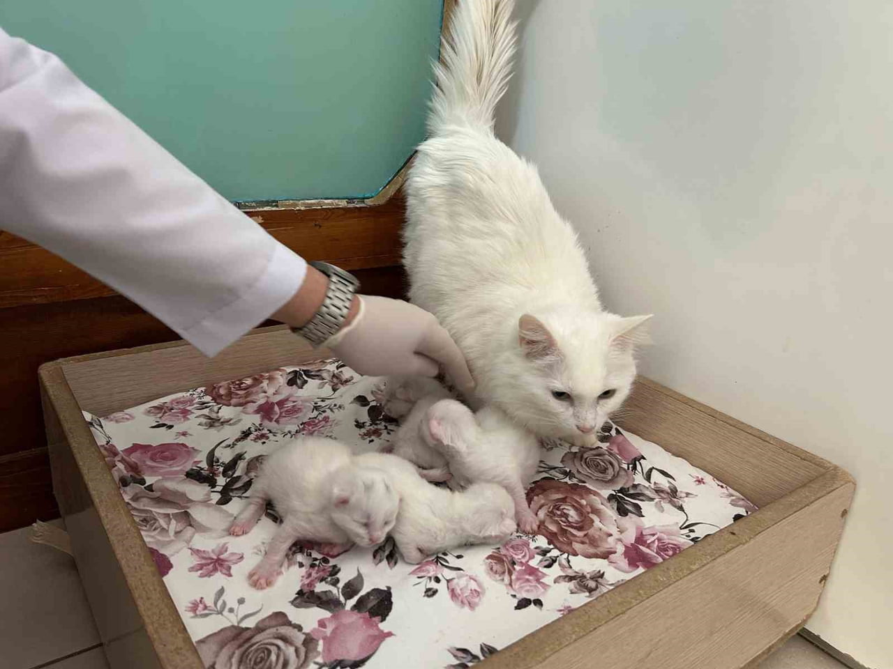 VAN KEDİLERİNİN 2026 YILINDAKİ İLK YAVRULARI DOĞDU.