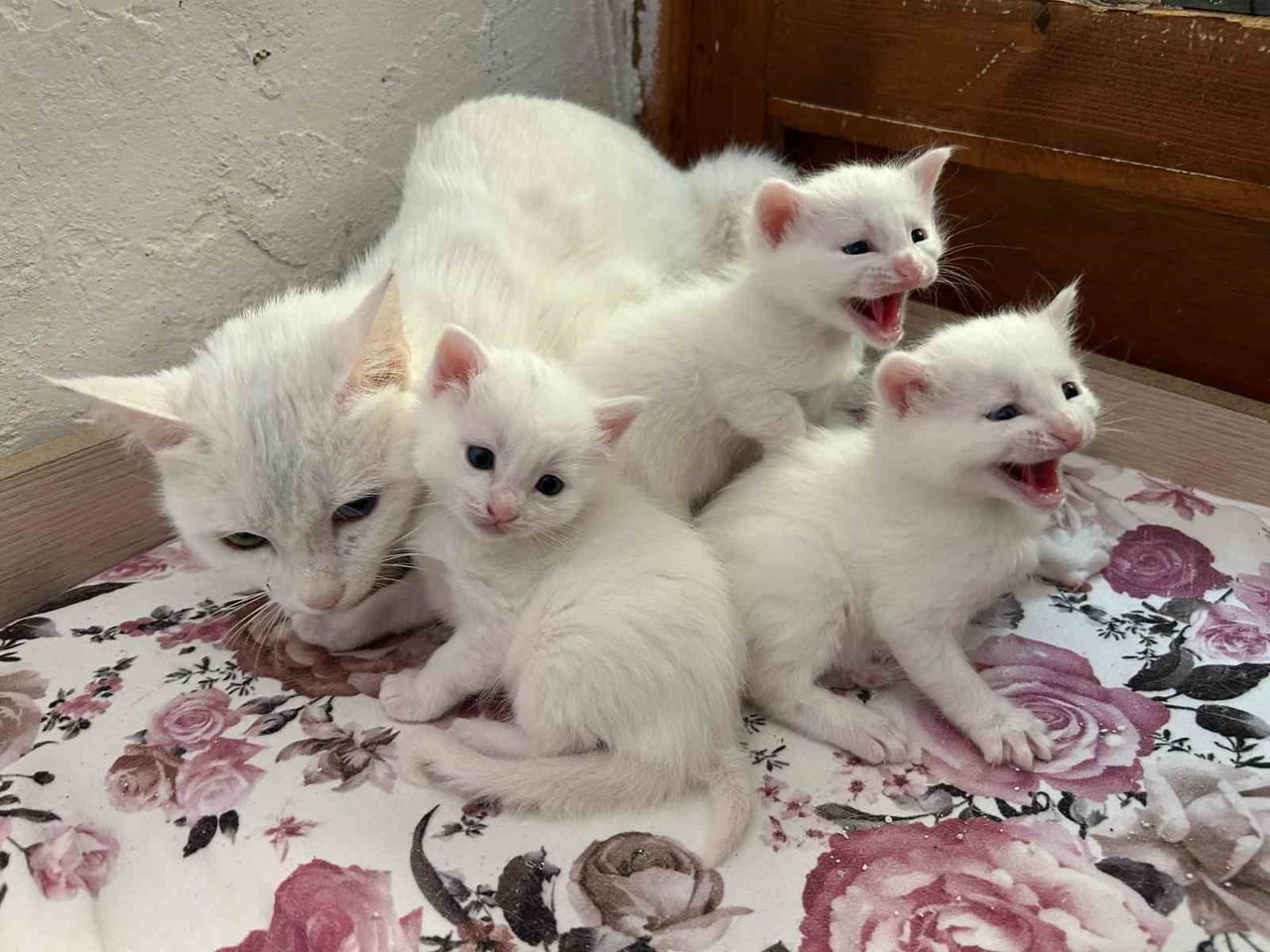 VAN KEDİLERİNİN 2026 YILINDAKİ İLK YAVRULARI DOĞDU.