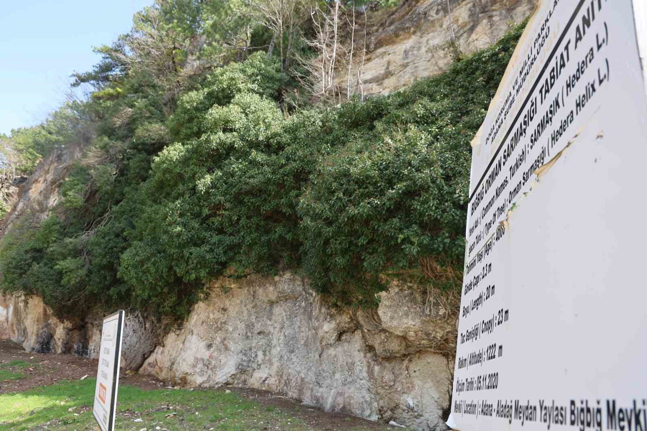 ADANA’NIN ALADAĞ İLÇESİNDE BULUNAN YAKLAŞIK 4 BİN YILLIK BIĞBIĞ ORMAN SARMAŞIĞI, BAHARIN GELİŞİYLE...