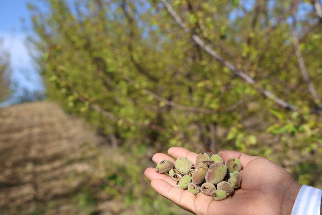 ADANA’NIN İMAMOĞLU İLÇESİNDE MART AYININ SONUNDA ETKİLİ OLAN DOLU YAĞIŞI, KAYISI ÜRETİCİSİNİ...