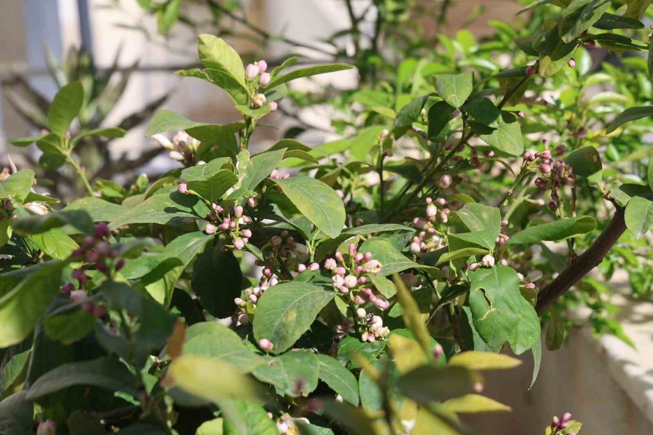 ADANA’NIN KOZAN İLÇESİNDE 10-12 NİSAN TARİHLERİ ARASINDA DÜZENLENECEK KOZAN PORTAKAL ÇİÇEĞİ...