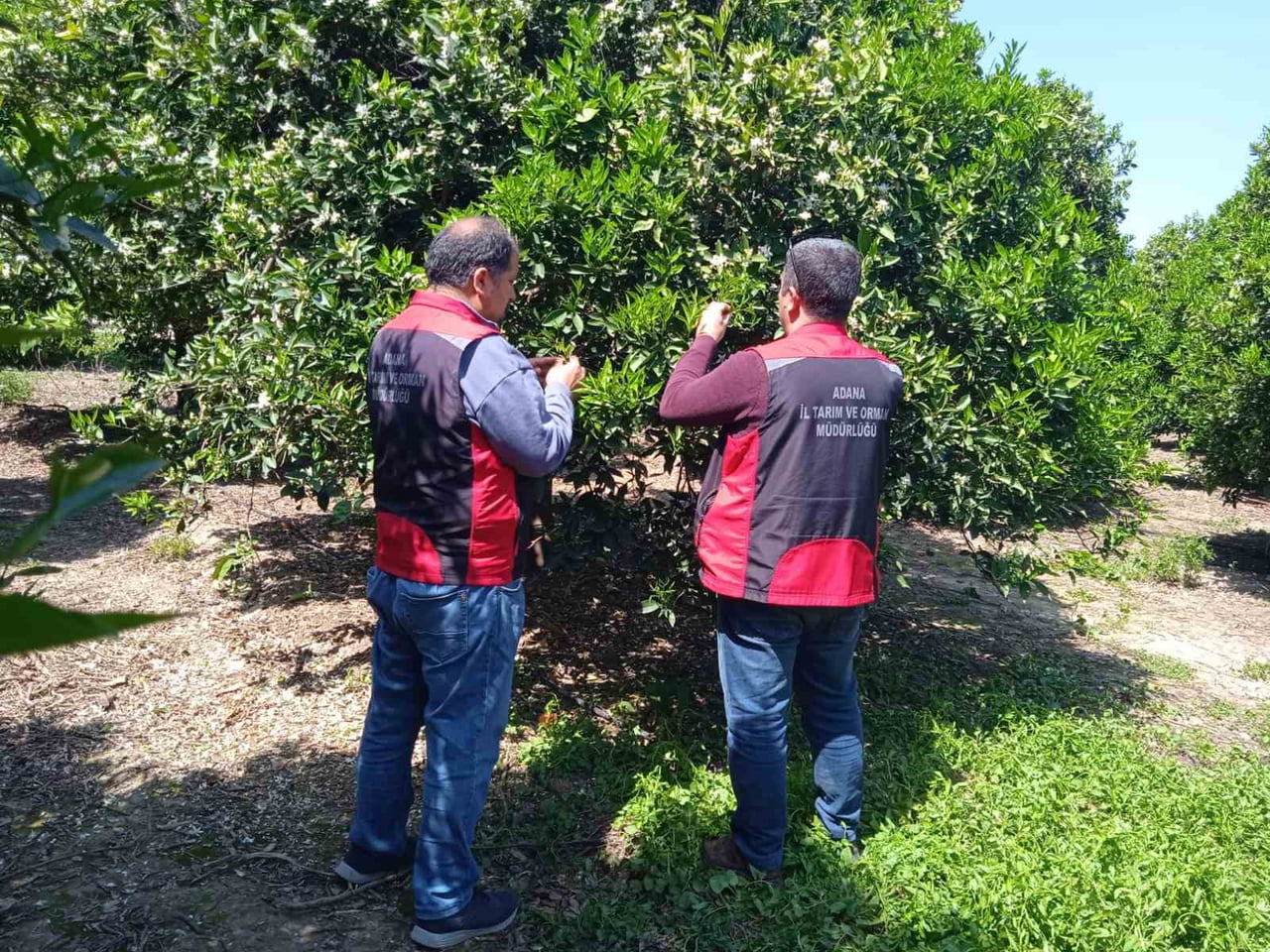 ADANA’NIN KOZAN İLÇESİNDE, BİOTOP PROJESİ ÇERÇEVESİNDE ÜRETİCİLERE YÖNELİK BİYOLOJİK VE BİYOTEKNİK...