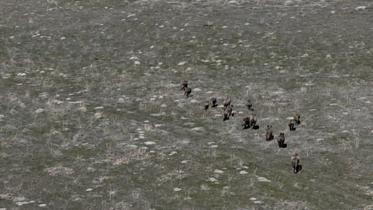 ADİLCEVAZ İLÇESİNDE SON DÖNEMDE ARTAN YABAN DOMUZU POPÜLASYONU, ÇİFTÇİLERİN KABUSU HALİNE...