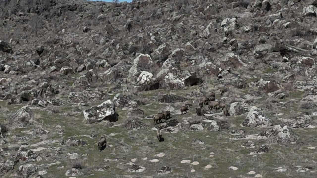 ADİLCEVAZ İLÇESİNDE SON DÖNEMDE ARTAN YABAN DOMUZU POPÜLASYONU, ÇİFTÇİLERİN KABUSU HALİNE...