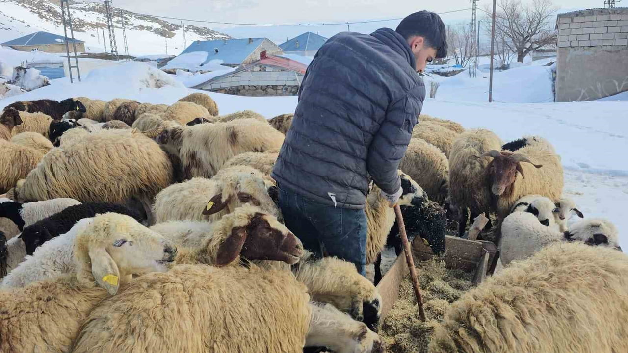 ADİLCEVAZ İLÇESİNE BAĞLI AYDINLAR BELDESİNİN BAZI BÖLGELERİNDE ÇİÇEKLER YÜZÜNÜ GÖSTERİRKEN, YÜKSEK...