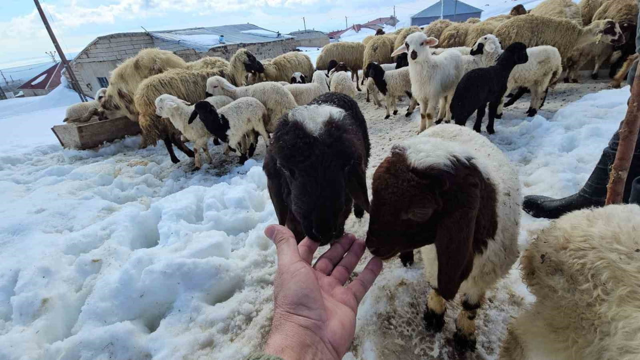 ADİLCEVAZ İLÇESİNE BAĞLI AYDINLAR BELDESİNİN BAZI BÖLGELERİNDE ÇİÇEKLER YÜZÜNÜ GÖSTERİRKEN, YÜKSEK...